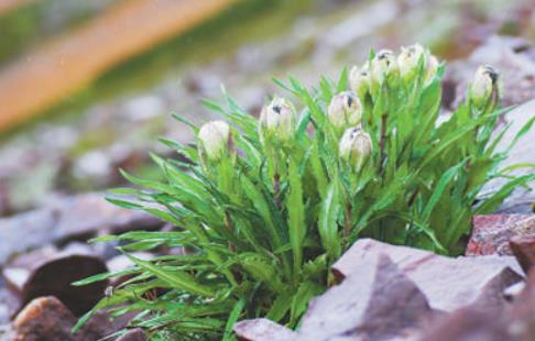 冰天雪地，為何也有植物開花？